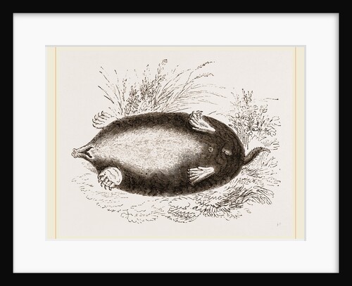 Shrew-Mole by Anonymous