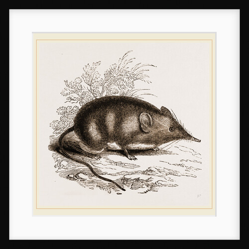 Cape Elephant-Shrew by Anonymous