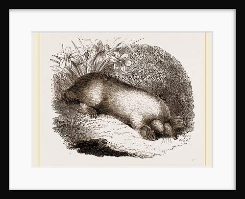 Mole by Anonymous