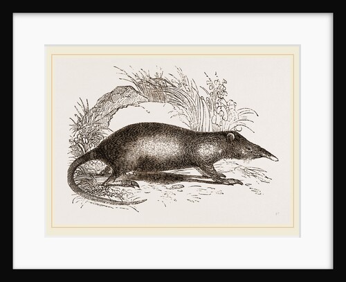 Solenodon by Anonymous