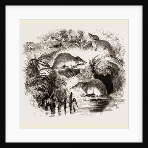 British Shrews by Anonymous