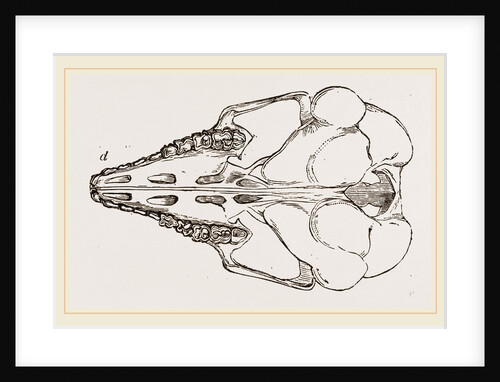 Skull of Cape Elephant-Shrew by Anonymous