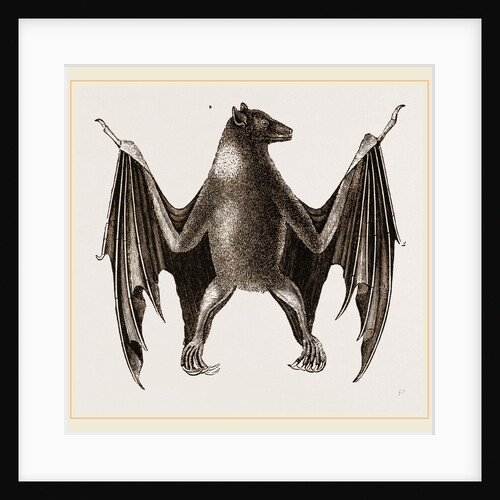 Amboyna Pteropus by Anonymous