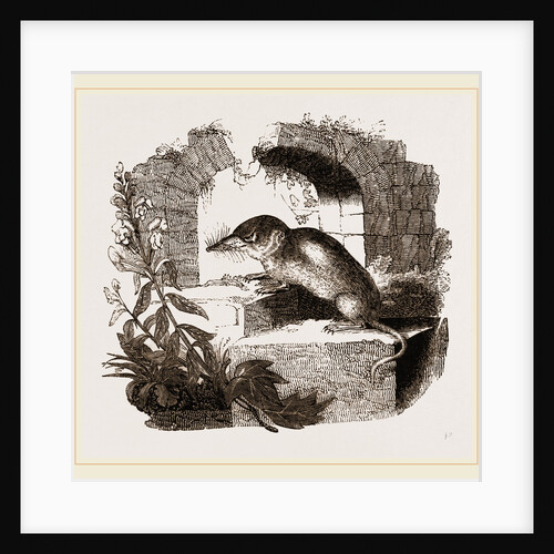 Common Shrew by Anonymous