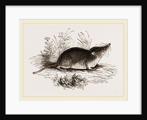 Common Shrew by Anonymous
