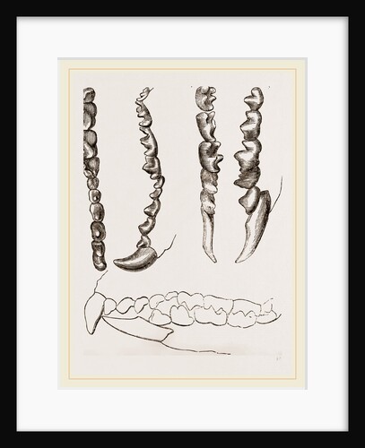 Teeth of Shrew by Anonymous