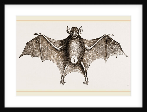 Greater Javelin-Bat by Anonymous