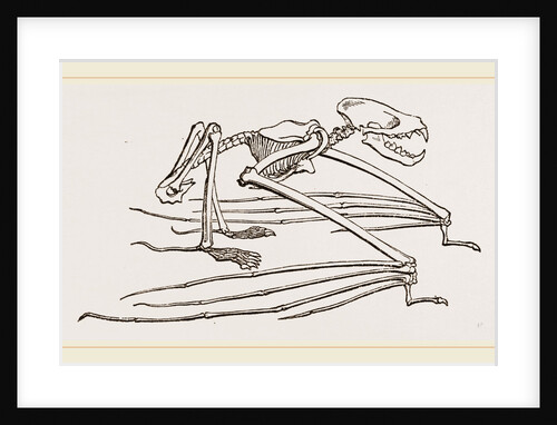 Skeleton of Vampire by Anonymous