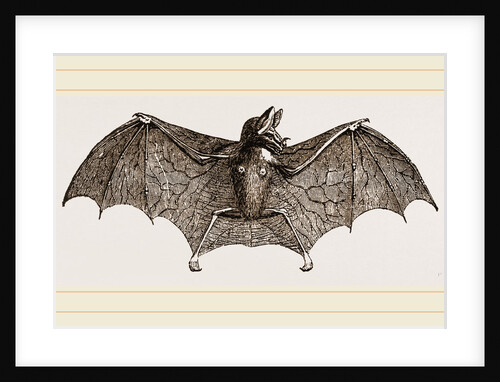 Vampire-Bat by Anonymous