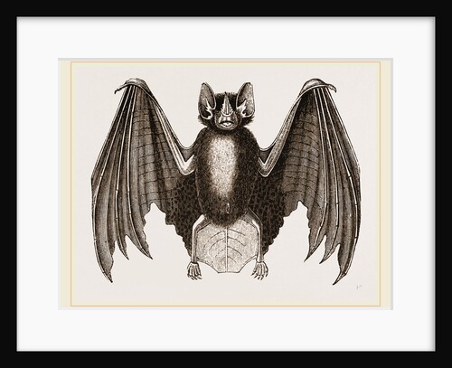 Crenulated Javelin-Bat by Anonymous