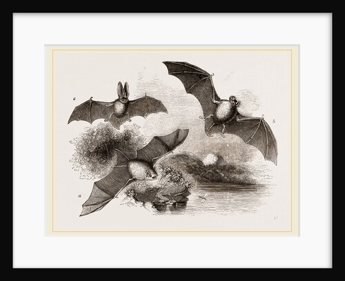 British Bats by Anonymous