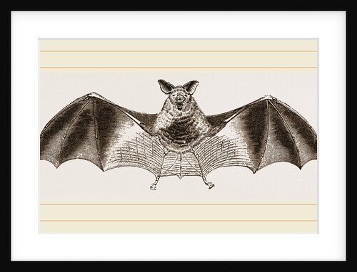 Splendid Horseshoe-Bat by Anonymous