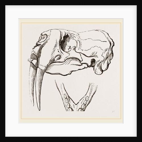 Skull and Lower Jaw of Walrus by Anonymous