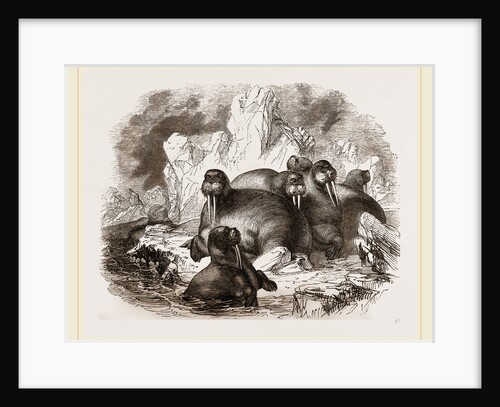 Walruses by Anonymous
