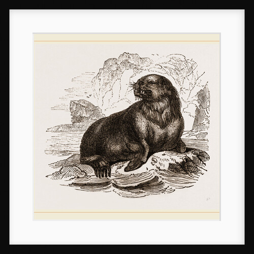 Forster's Sea-Lion by Anonymous