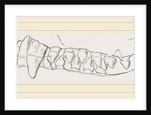 Teeth of Ursine Seal by Anonymous