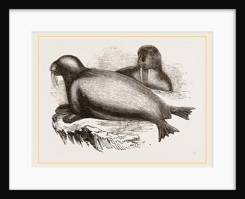 Walrus, or Morse by Anonymous