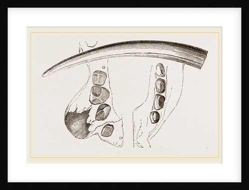 Molars and Tusk orWalrus by Anonymous