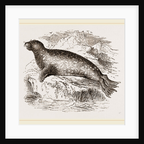 Sea-Leopard by Anonymous