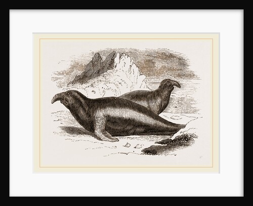 Elephant Seals, Males by Anonymous