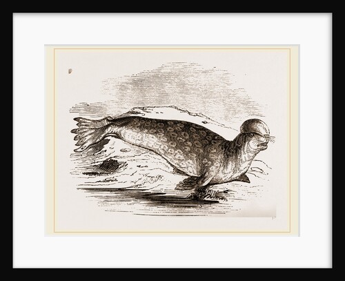 Crested Seal by Anonymous