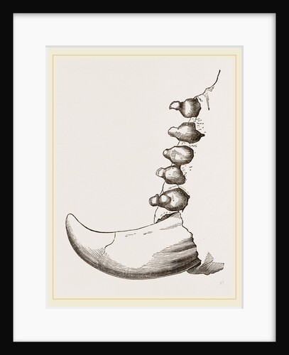 Teeth of Elephant Seal by Anonymous