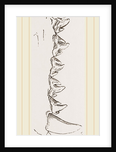 Teeth of Sea Leopard by Anonymous