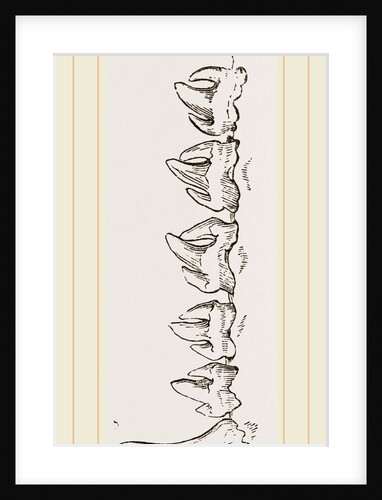 Teeth of Sea-Leopard by Anonymous