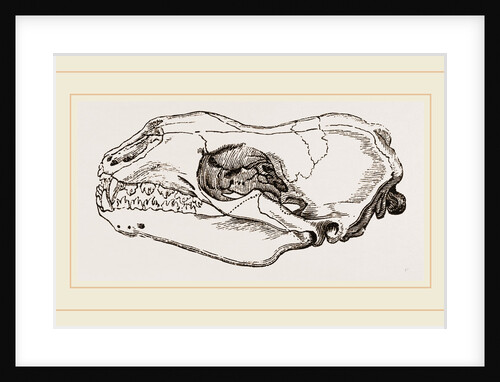 Skull of Sea-Leopard by Anonymous