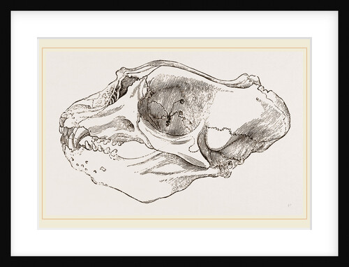 Skull of Elephant-Seal by Anonymous