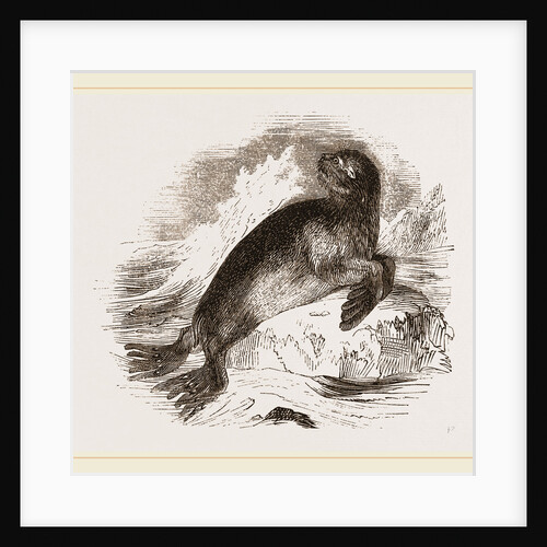 Ursine Seal by Anonymous