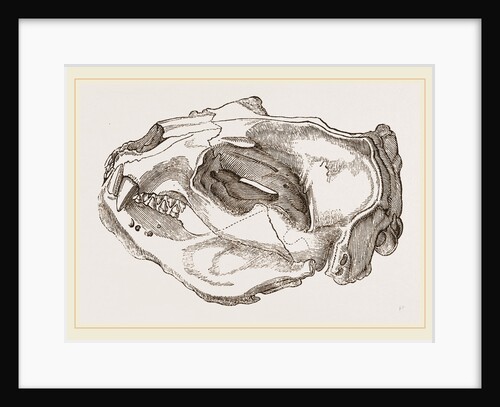 Skull of Sea-Lion by Anonymous