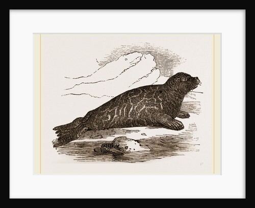 Immature Harp-Seal by Anonymous