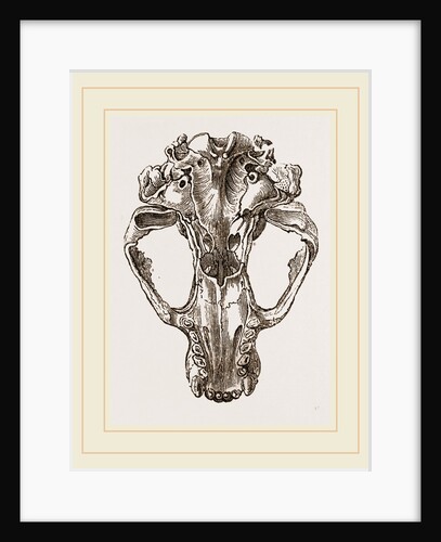 Skull of Seal by Anonymous