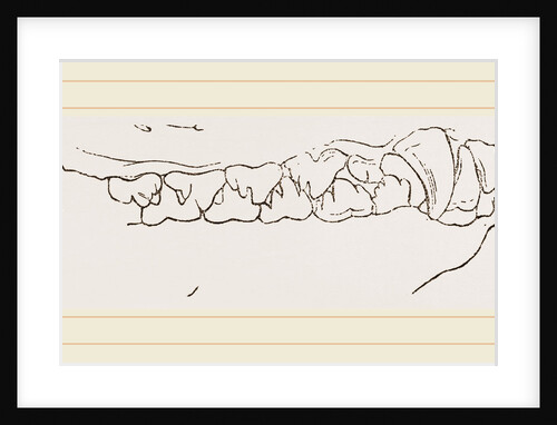 Teeth of Seal by Anonymous