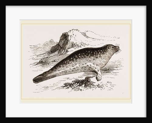Common Seal by Anonymous
