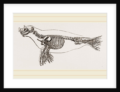 Skeleton of Seal by Anonymous