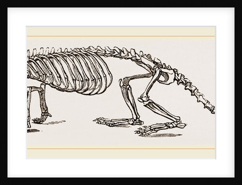 Skeleton of European River-Otter by Anonymous