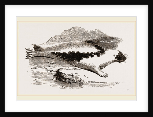 Harp-Seal by Anonymous