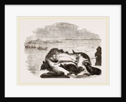 Seal hunting in Scotland by Anonymous