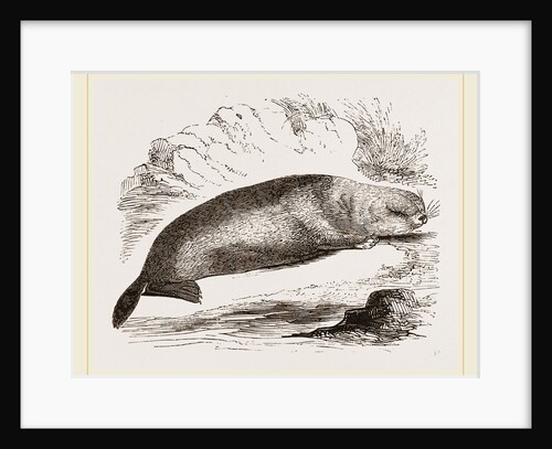 Sea-Otter by Anonymous