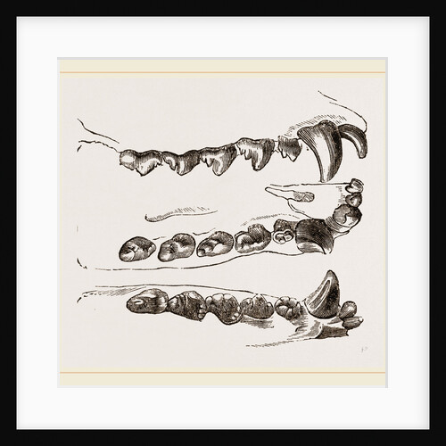 Teeth of Seal by Anonymous