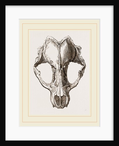 Skull of Seal by Anonymous