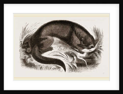 Otter by Anonymous