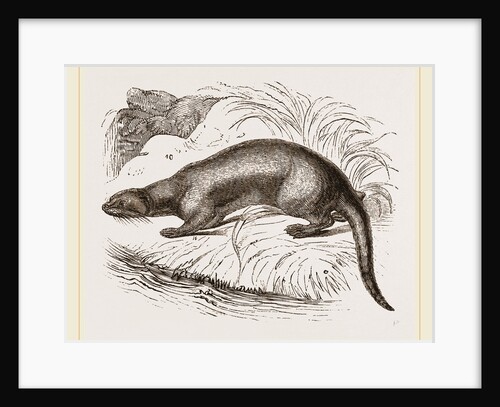 Otter by Anonymous