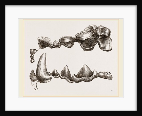 Teeth of Otter by Anonymous