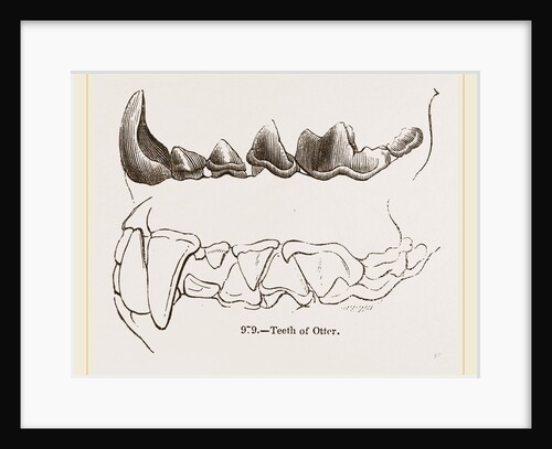 Teeth of Otter by Anonymous