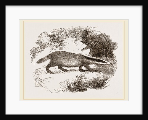 Common Badger by Anonymous