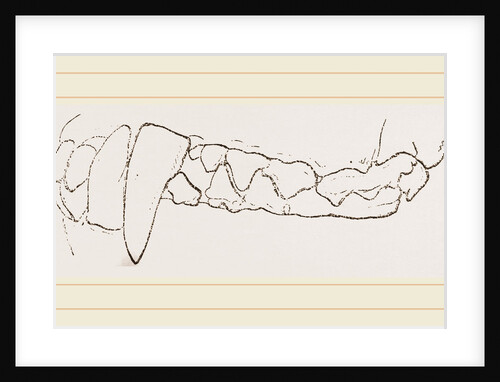 Teeth of Badger by Anonymous