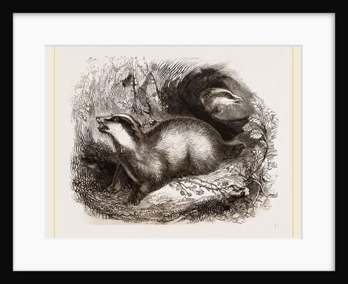 Common Badger by Anonymous